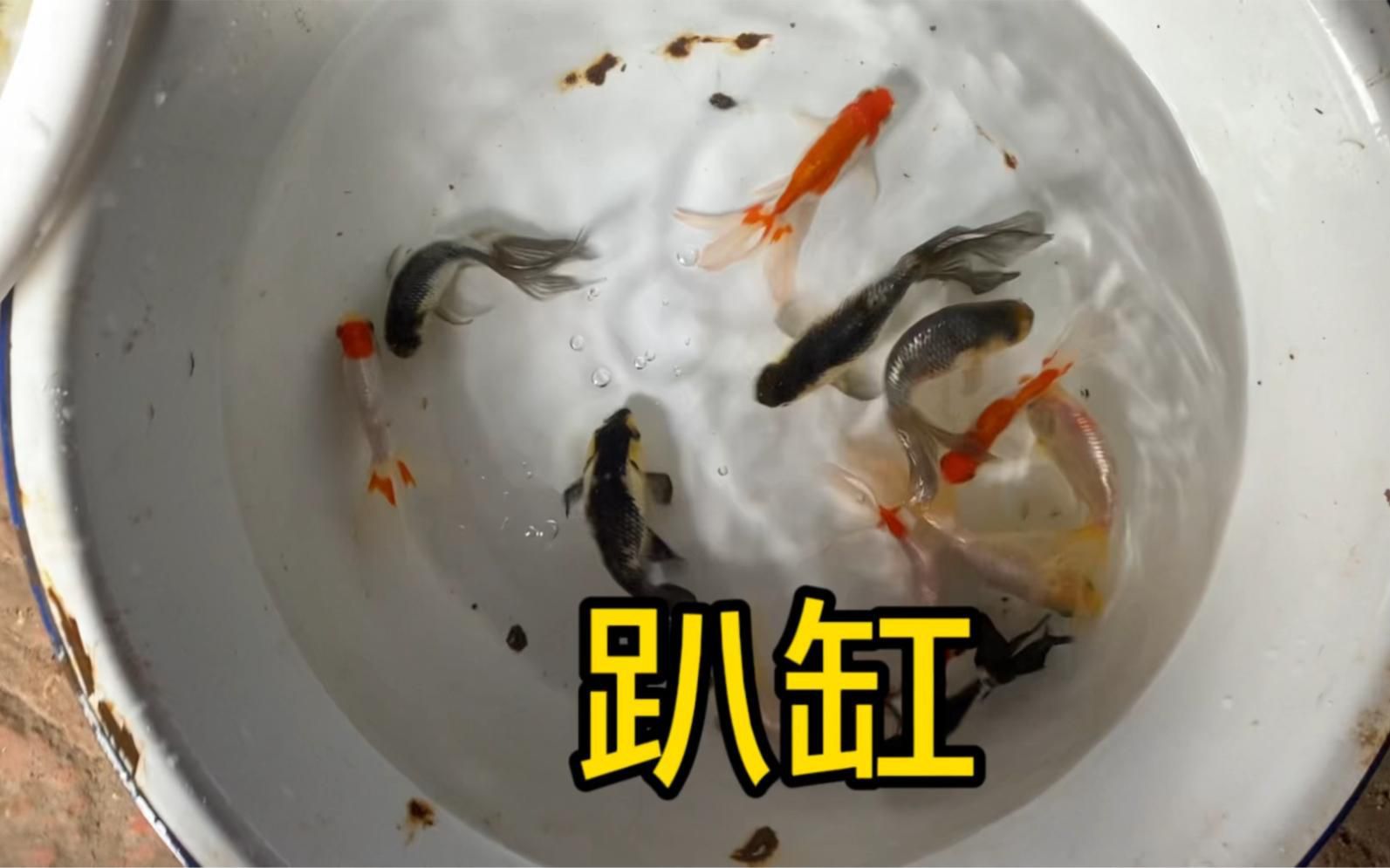 魚趴缸時需要加鹽嗎？