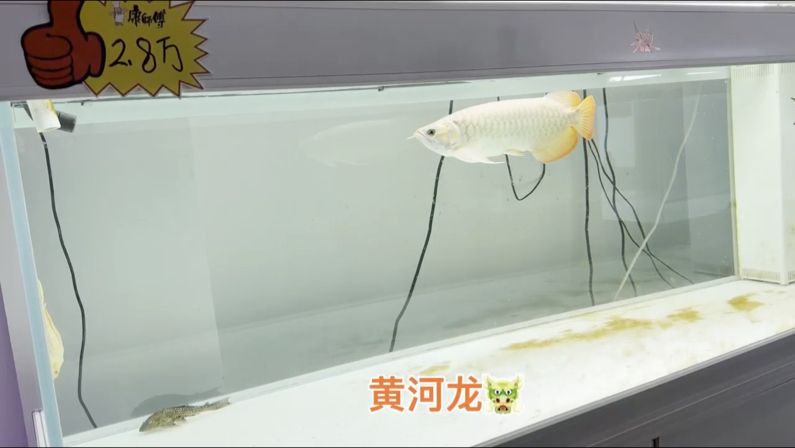 體型之巨大，狀態(tài)之兇猛。