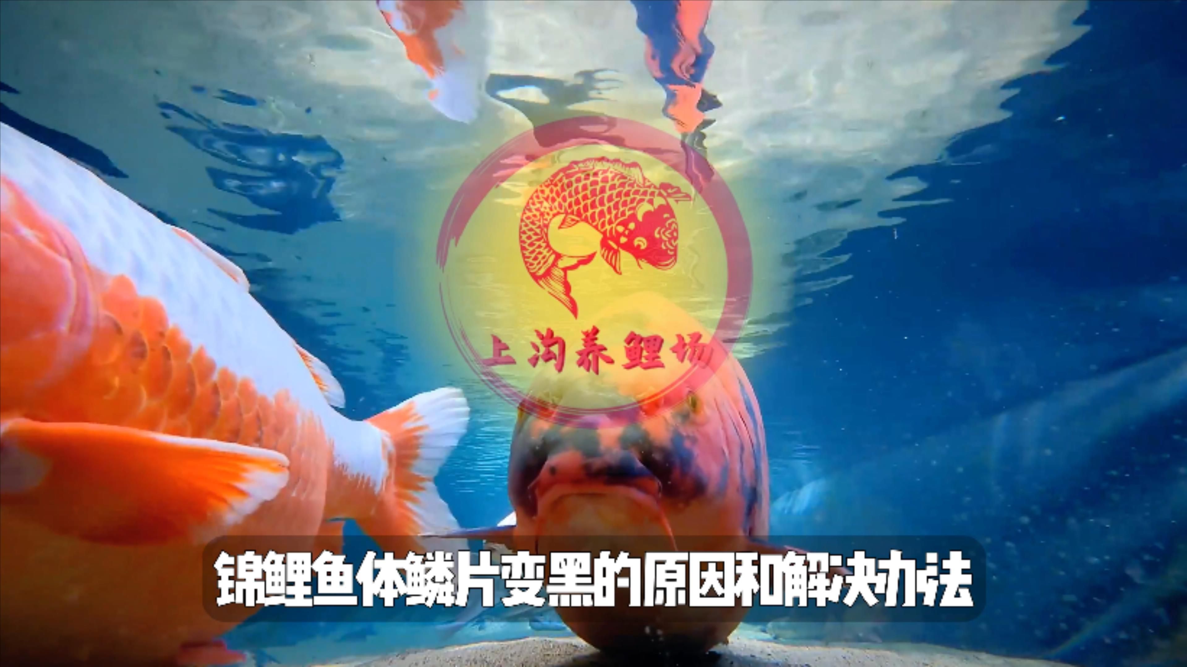 如何判斷魚鱗片發黑是哪種原因？