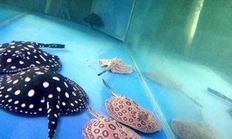 水龍魚的功效與作用，水龍魚在家庭養殖中需要注意哪些問題水龍魚在家養殖中需要注意哪些問題