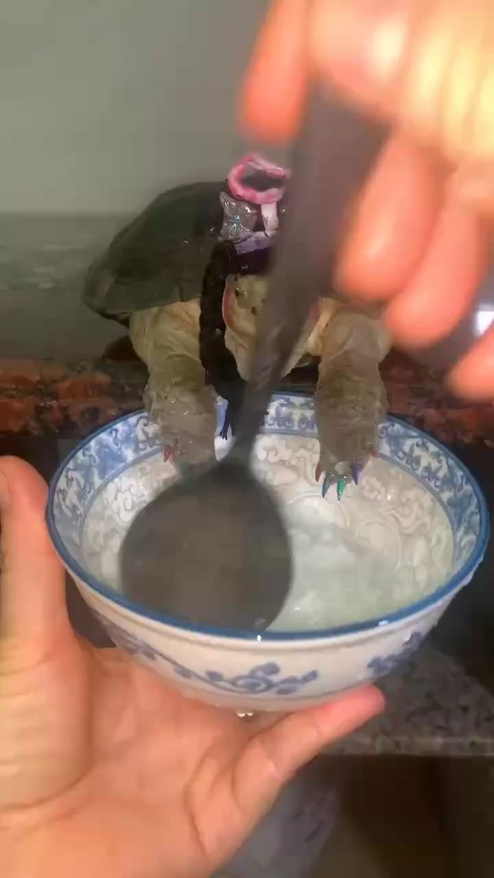 神奇的龜龜！