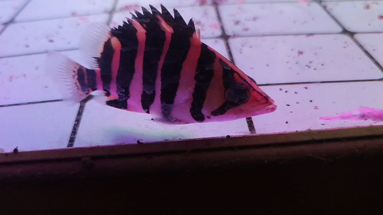 這條虎魚咋樣？新請(qǐng)的，今天到家。
