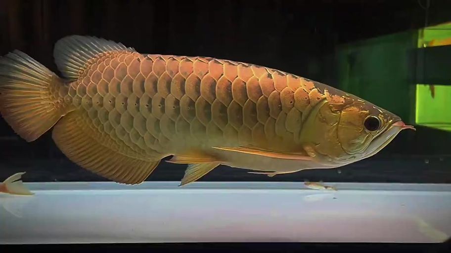 哪些龍魚(yú)品種有珠鱗？