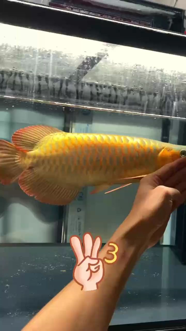 是你們夢想的茶舍嗎 是你們夢想的茶舍嗎 龍魚論壇