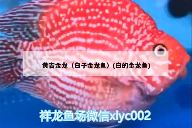 黃吉金龍（白子金龍魚）(白的金龍魚)