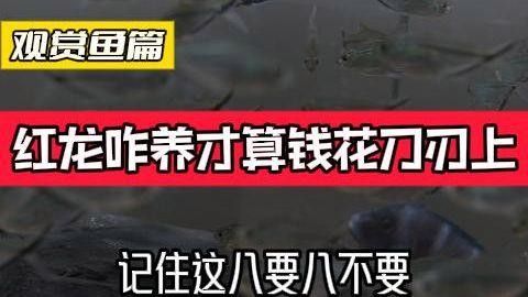 元寶山紅龍魚 元寶山紅龍魚 觀賞魚百科 第2張