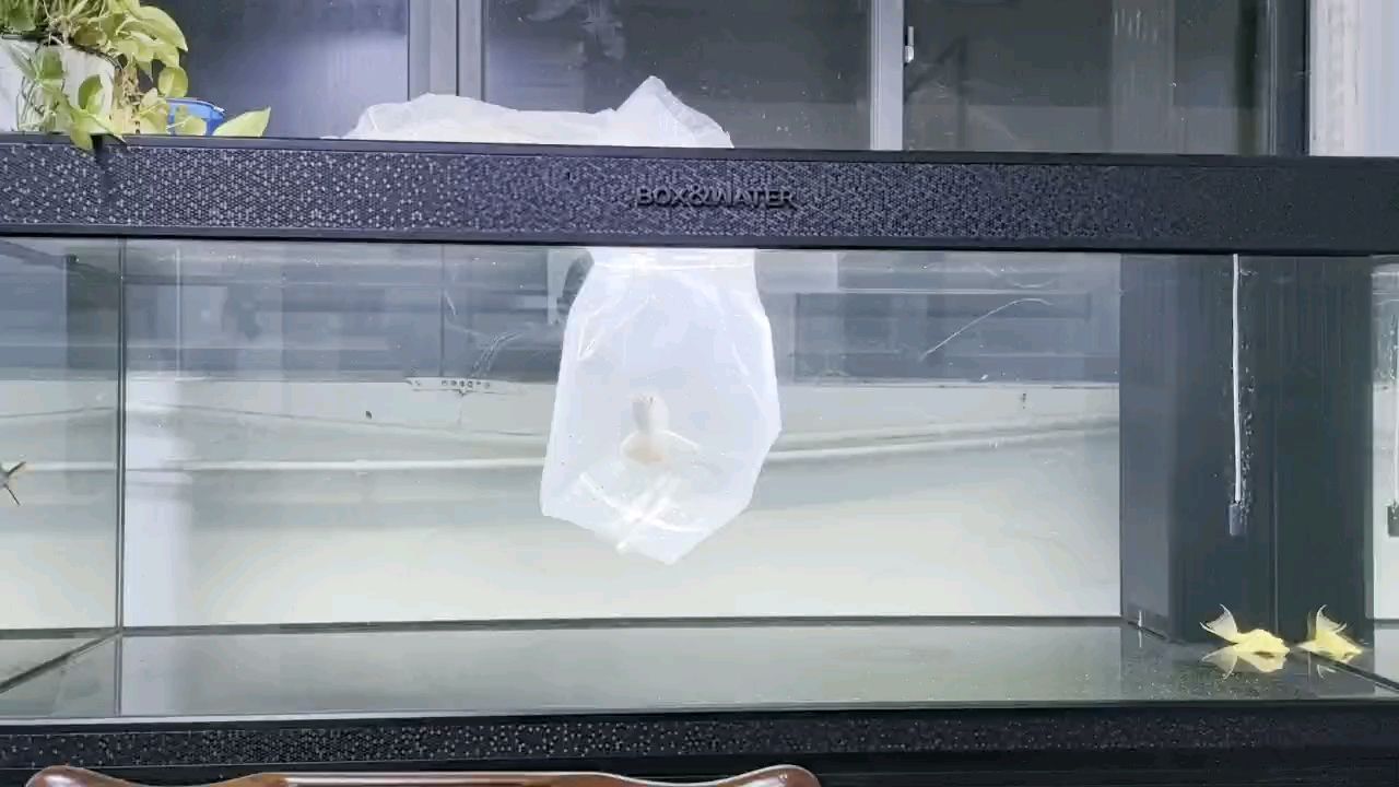 入缸大吉大利 入缸大吉大利 龍魚論壇