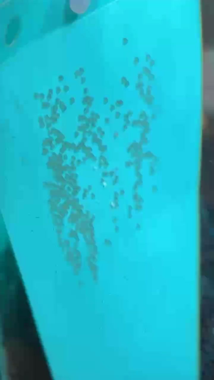 又下一窩