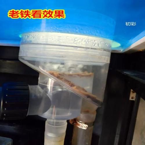 有哪些龍魚品種的糞便圖片？