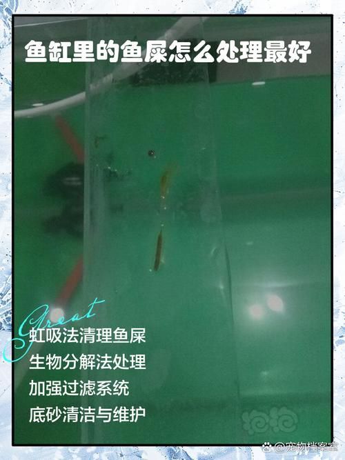 有哪些龍魚品種的糞便圖片？