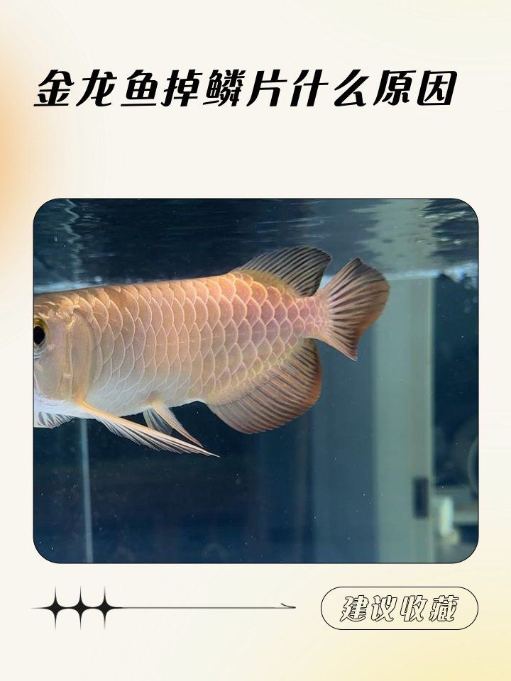 如何預防龍魚掉鱗？