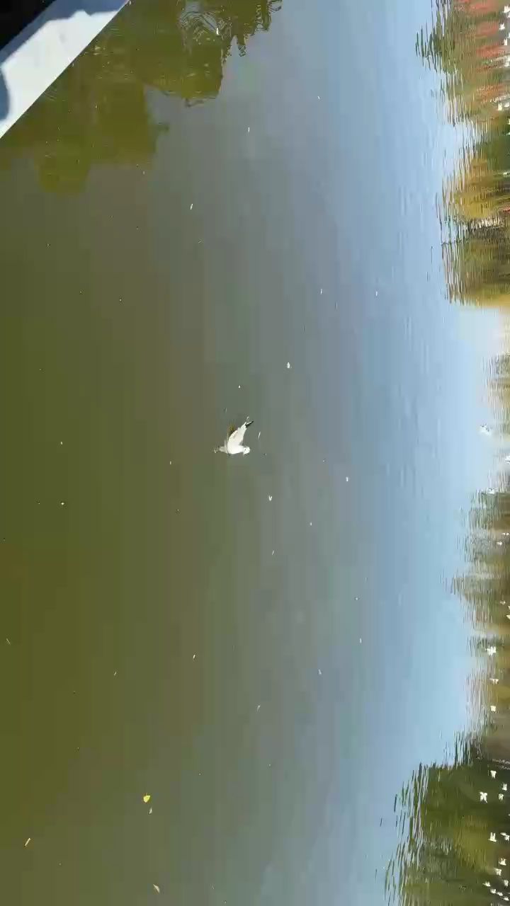 海鷗飛呀飛 海鷗飛呀飛 龍魚論壇