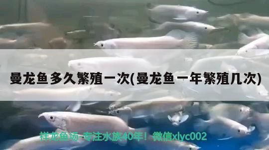 曼龍魚多久繁殖一次(曼龍魚一年繁殖幾次) 曼龍魚多久繁殖一次(曼龍魚一年繁殖幾次) 觀賞魚百科