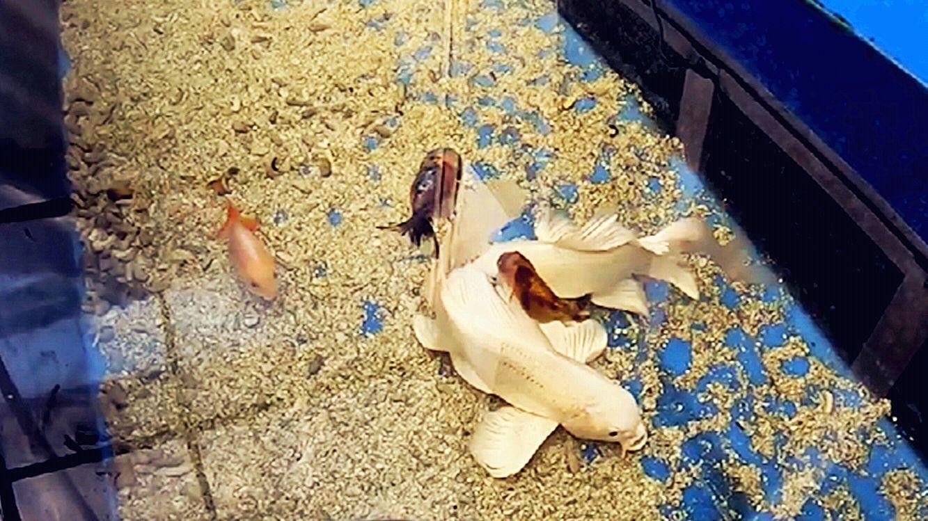 蝴蝶龍魚