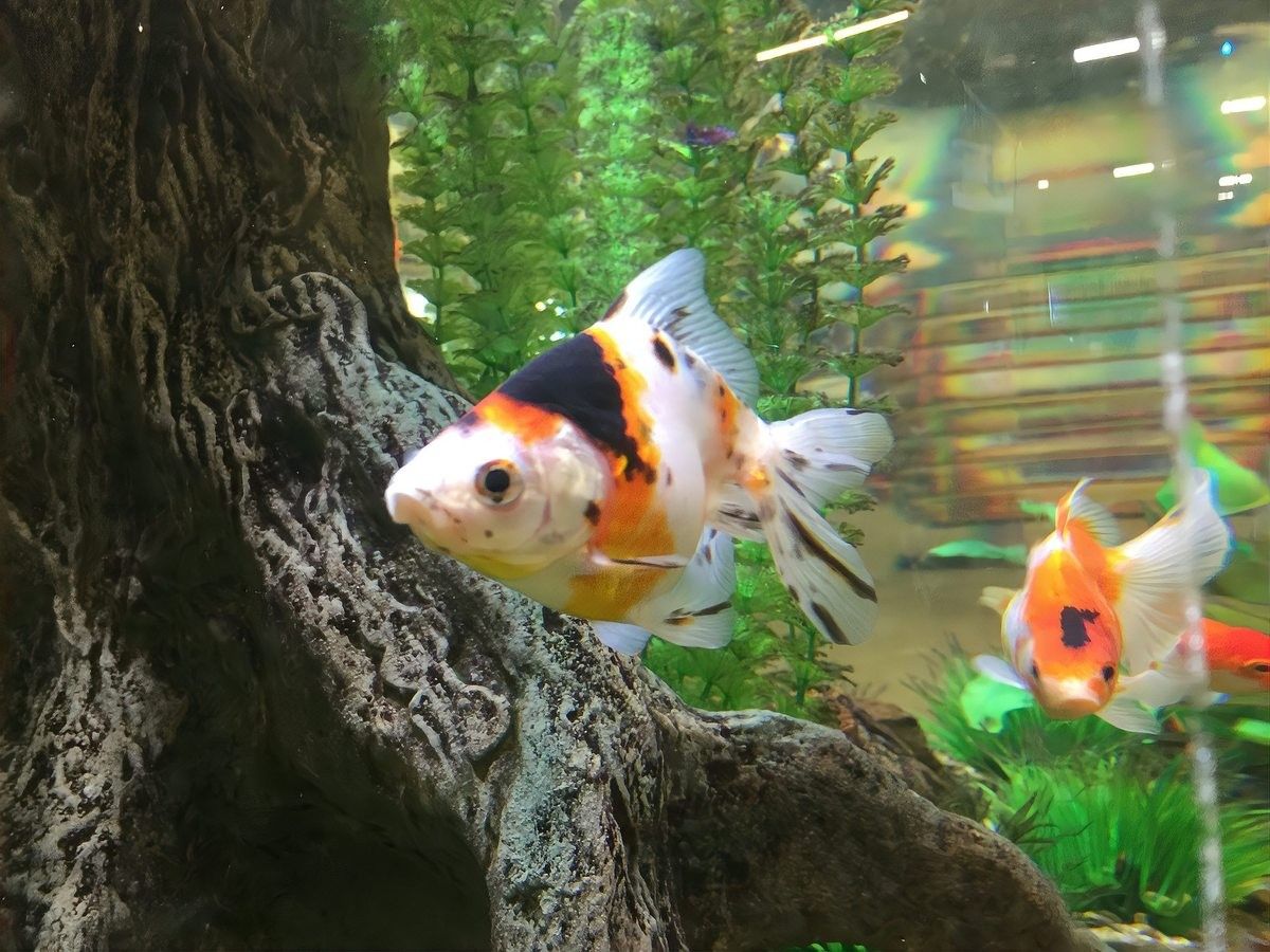 蝴蝶龍魚