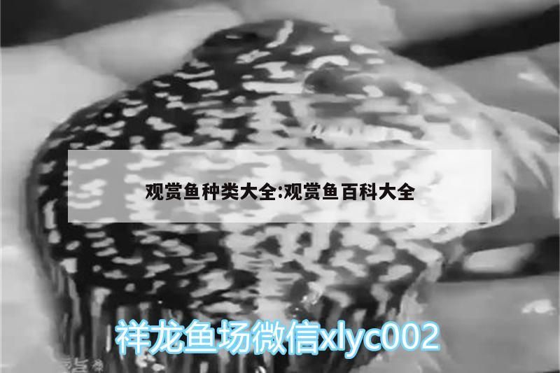 小型魚 觀賞魚種類大全:觀賞魚百科大全 觀賞魚百科 觀賞魚種類大全:觀賞魚百科大全 觀賞魚種類大全:觀賞魚百科大全 觀賞魚百科