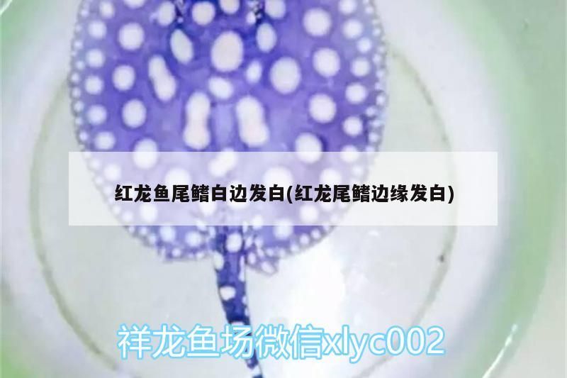 紅龍魚尾鰭白邊發白(紅龍尾鰭邊緣發白)