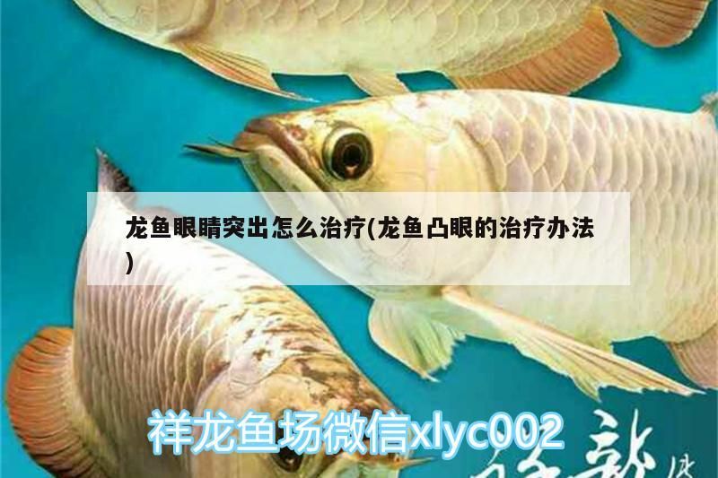 魚缸背景選擇（魚缸背景哪種最好） 魚缸背景選擇（魚缸背景哪種最好） 觀賞魚百科