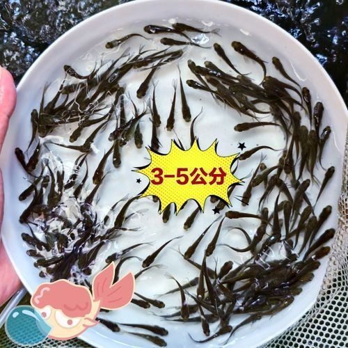 給我提供更多龍魚品種的批發價格