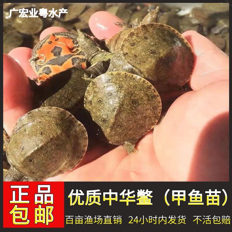 給我提供更多龍魚品種的批發價格