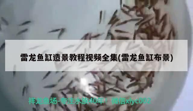 雷龍魚缸造景教程視頻全集(雷龍魚缸布景)