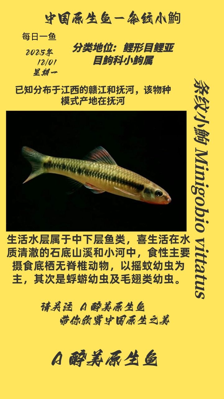 魚缸過濾器選購指南:自制魚缸過濾器魚缸上置過濾器對于養魚愛好者的必備知識 條紋小鮈 龍魚論壇 條紋小鮈 條紋小鮈 龍魚論壇