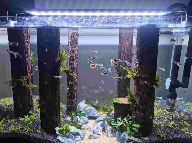 能推薦幾款三色魚缸燈嗎？