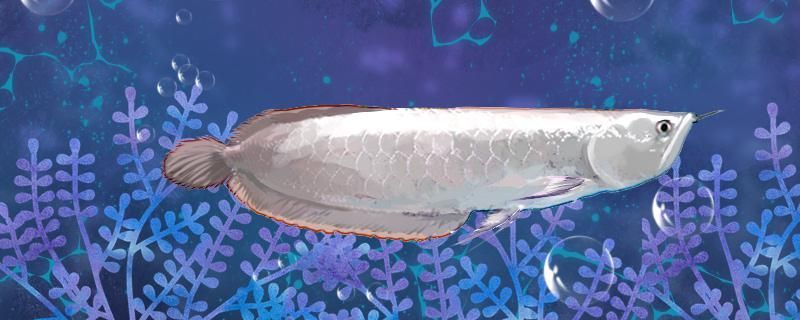 亞洲銀龍魚好養嗎怎么養