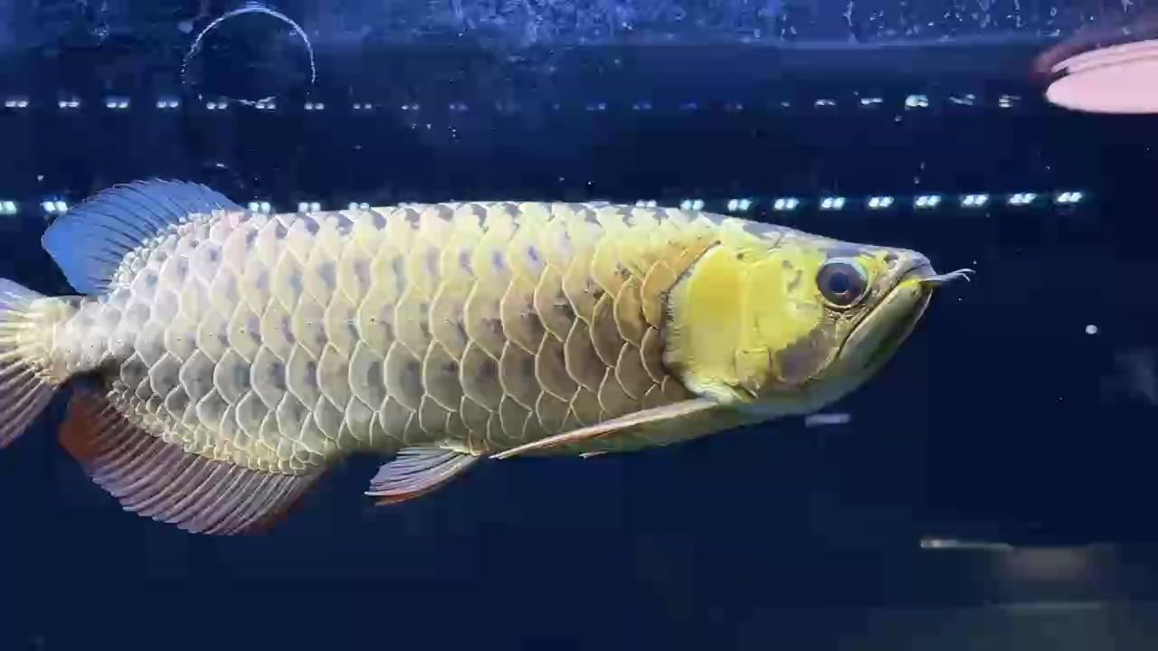 鯊魚嘴古典過背36公分￥6888 鯊魚嘴古典過背36公分￥6888 龍魚論壇