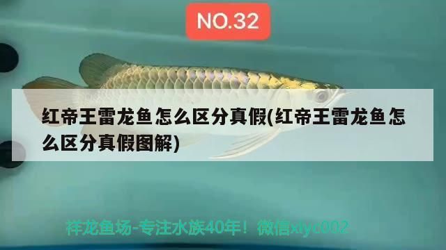 紅帝王雷龍魚怎么區分真假(紅帝王雷龍魚怎么區分真假圖解)