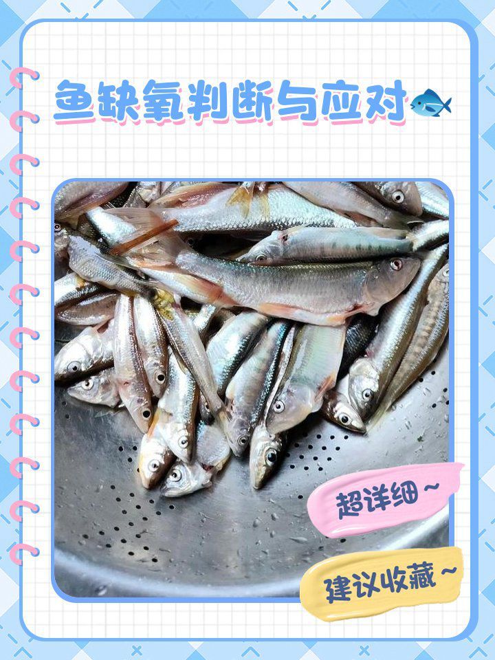 如何判斷魚是否因缺氧翻肚？