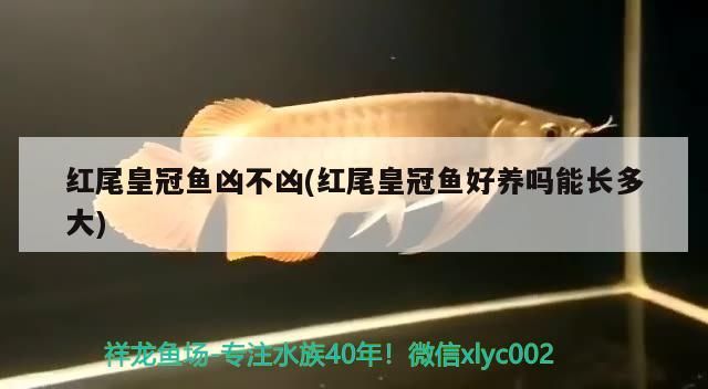 紅尾皇冠魚兇不兇(紅尾皇冠魚好養(yǎng)嗎能長多大)