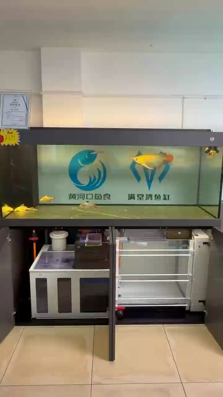 高端龍魚，魚缸，高品質(zhì)魚食，一線水族器材