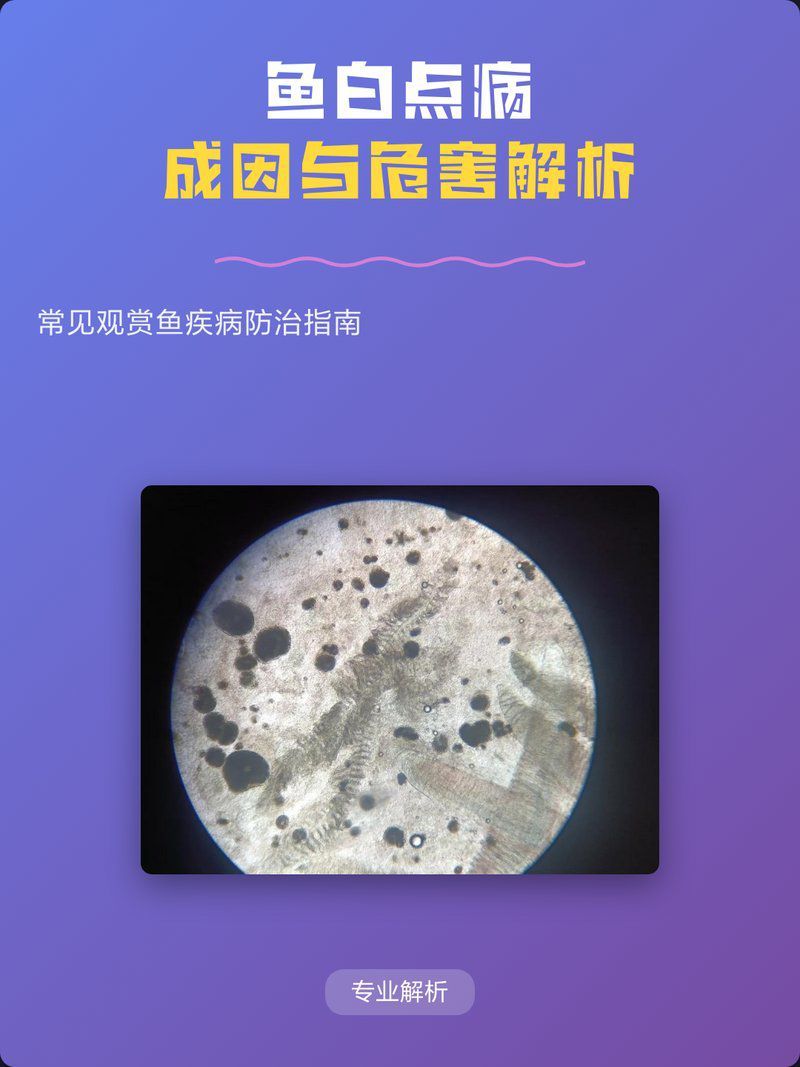 魚鱗片白點病有哪些癥狀？ 魚鱗片白點病有哪些癥狀？ 龍魚百科 第2張
