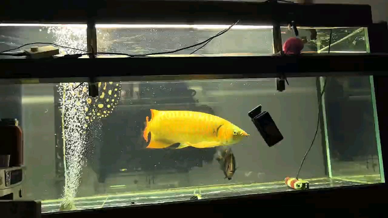 魚缸用增氧泵價格是多少:魚缸增氧機-xtrac增氧機-xtrac增氧機 大胖子 龍魚論壇 大胖子 大胖子 龍魚論壇