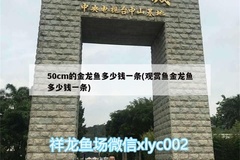 50cm的金龍魚(yú)多少錢(qián)一條(觀賞魚(yú)金龍魚(yú)多少錢(qián)一條)