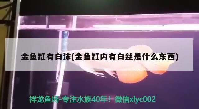 金魚缸有白沫(金魚缸內(nèi)有白絲是什么東西)