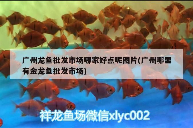 廣州龍魚批發(fā)市場(chǎng)哪家好點(diǎn)呢圖片(廣州哪里有金龍魚批發(fā)市場(chǎng))