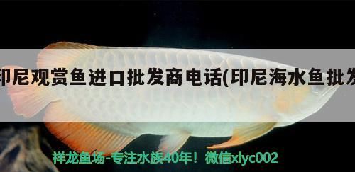印尼觀賞魚進口批發(fā)商電話(印尼海水魚批發(fā))