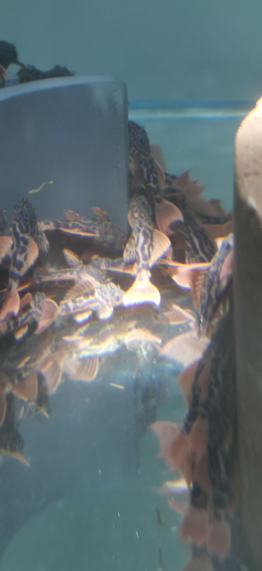 異形魚場便宜出L600魚苗，3十
