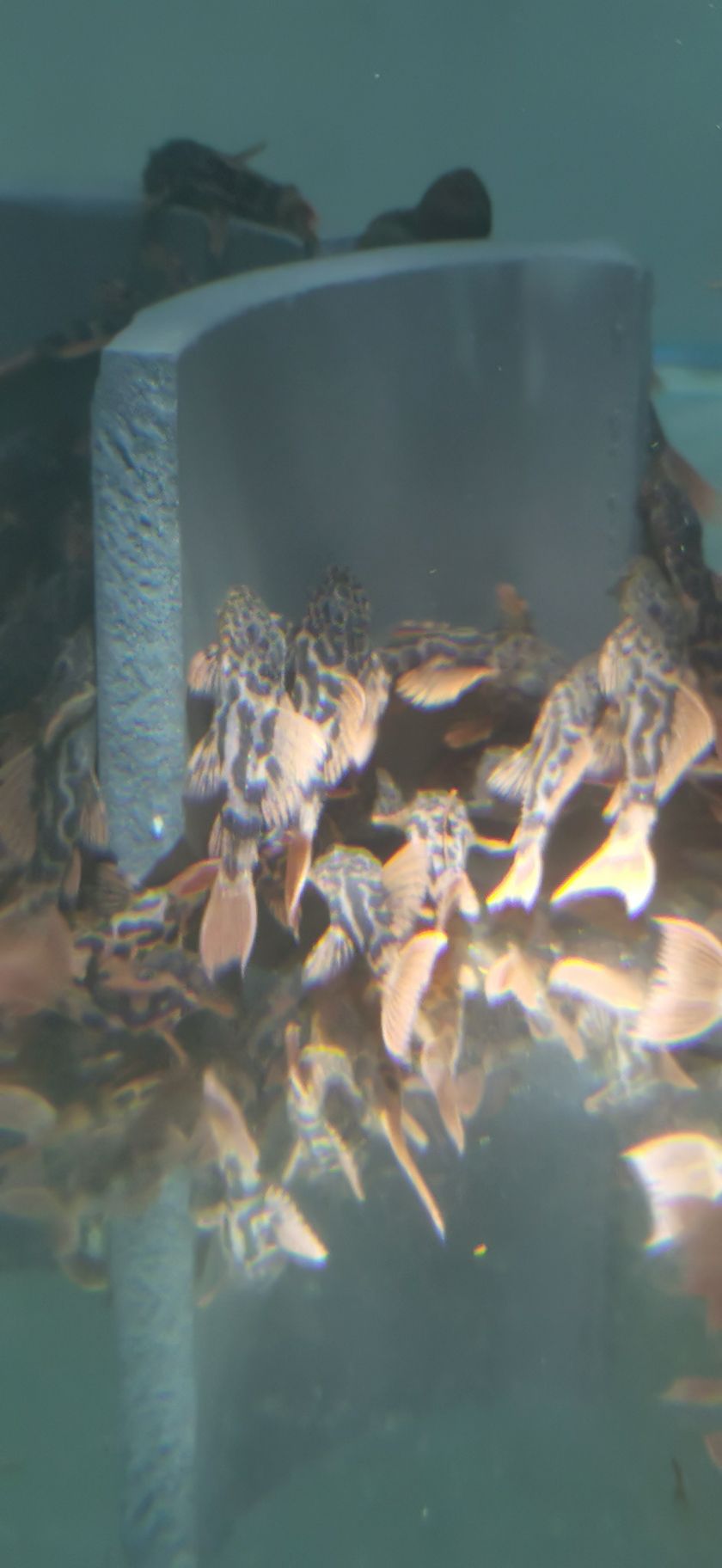 異形魚場便宜出L600魚苗，3十