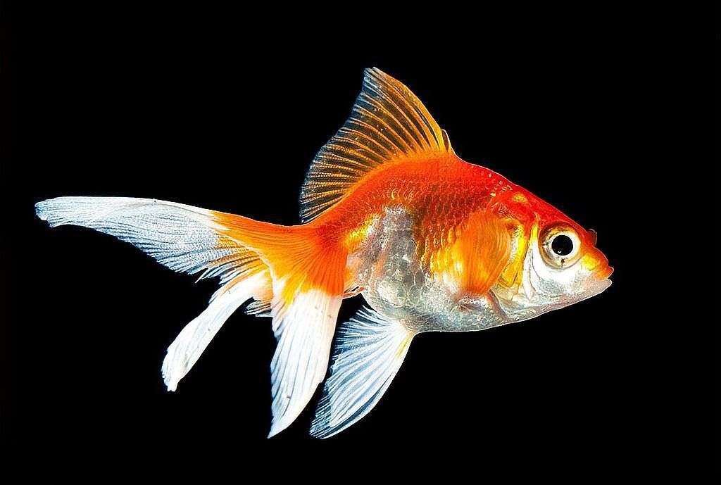 龍魚嘴邊有白色蓄狀物要警惕三種病