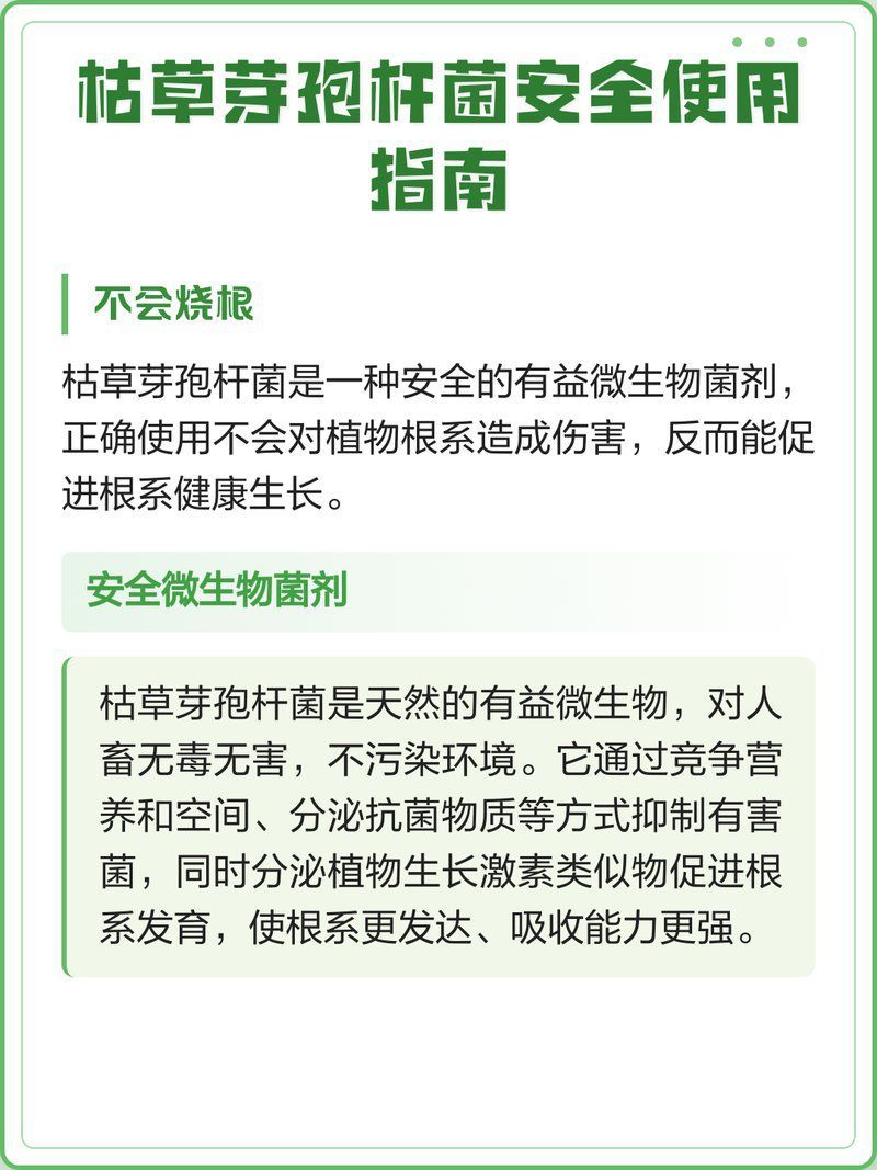 生態調節治療中，枯草芽孢桿菌如何使用？