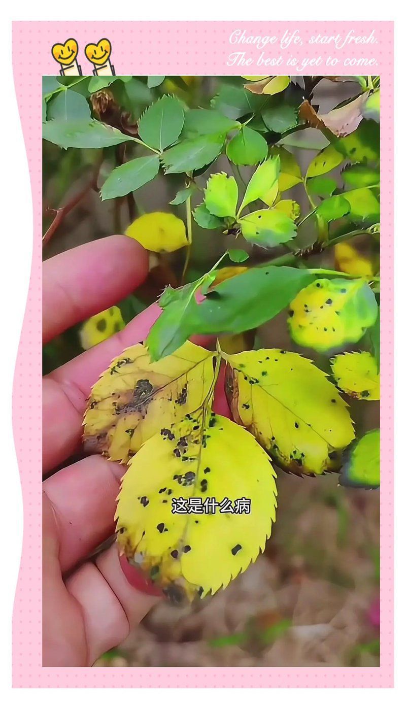 生態調節治療中，枯草芽孢桿菌如何使用？
