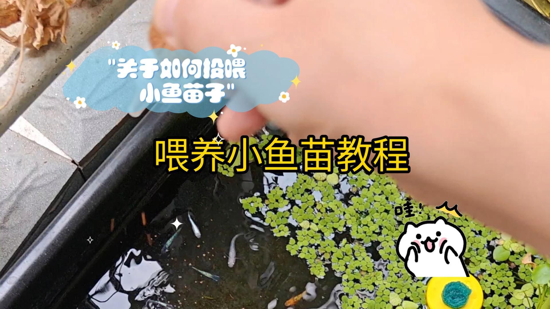 金魚幼苗30天后應該吃什么？