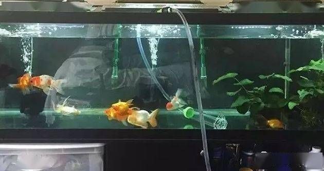 鸚鵡魚和銀龍魚混養怎樣喂食 濱州龍緣閣水族用品有限公司(濱州龍緣閣水族用品有限公司電話) 觀賞魚百科 濱州龍緣閣水族用品有限公司(濱州龍緣閣水族用品有限公司電話) 濱州龍緣閣水族用品有限公司(濱州龍緣閣水族用品有限公司電話) 觀賞魚百科