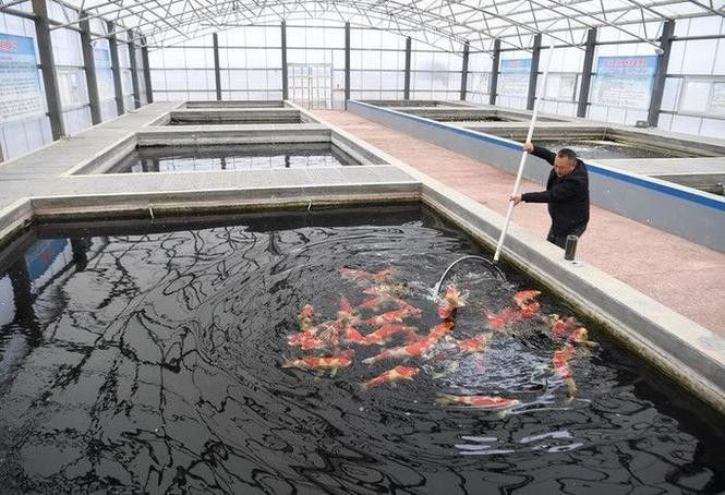 潁泉龍魚 潁泉龍魚 觀賞魚百科 第7張