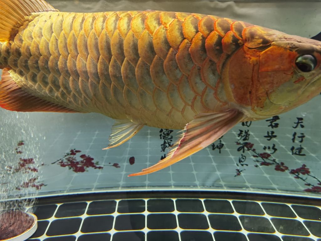 越來越嚴(yán)重 越來越嚴(yán)重 龍魚論壇