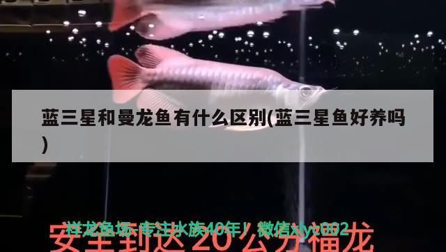 藍三星和曼龍魚有什么區別(藍三星魚好養嗎)