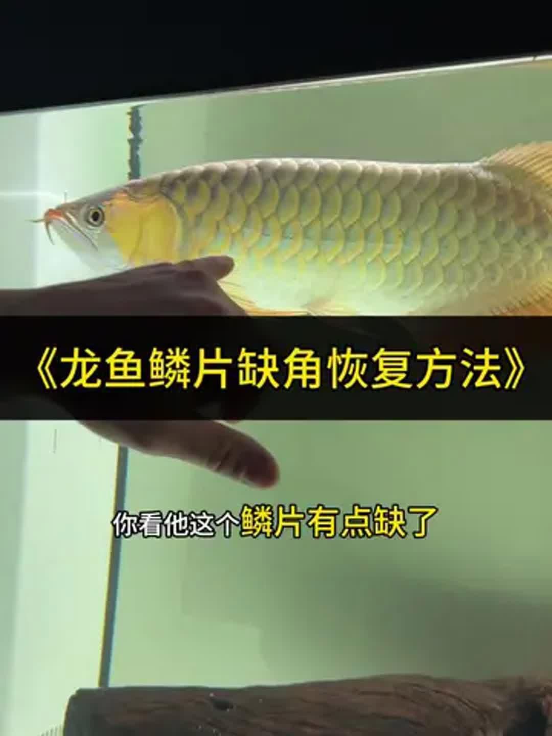 有哪些藥物可以治療龍魚鱗片缺損？ 有哪些藥物可以治療龍魚鱗片缺損？ 龍魚百科